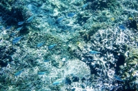 珊瑚.jpg