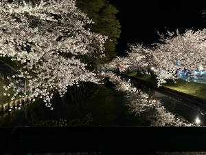 sakura-0426.JPG